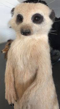 Meerkat