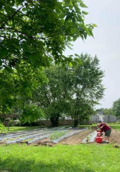 Urban Gardens at the Mayes Temple locations