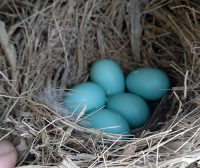 Bird Eggs