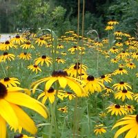 black-eyed-susans