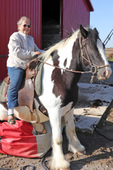 A senior citizen, a white woman wiht a broad smile, sunglasses, short gray hair, a light gray jacket, jeans, and patterned crocks, rides a large brown and white horse with a saddle. The owner had the horse sit on a giant bean bag so she could climb on safely. 