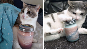 Photo of two candles with two small kitties with white and spotted fur.