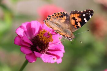 An orange Monarch butterfly with oragne wings with a black pattern and some small twhite spots flies away from a bright pink coneflower.