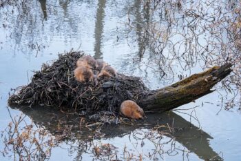 Muskrats huddle on a lodge on the top of a log in water. They are small, light brown furry 
