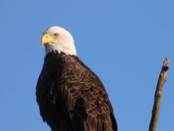 A bald eagle perches atop a tree with a bright blue sky in Marion County.