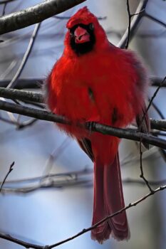 A bright red cardinal stands in stark contrast to a wintery scene while perched on a dark tree branch.