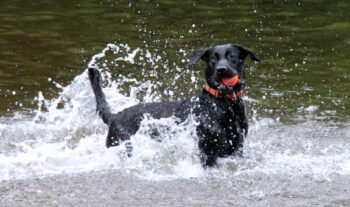 A black labrador dog with an orange color catches an orange ball in his mouth in a lake. White waves and water are spraying around him.