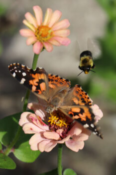A photo of a Monarch butterfly on a pink flower with small yellow pedals at the center. A bee flies just over it while another pink flower with an orange center is visible in the background.