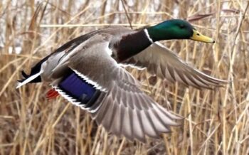 A picture of a duck in flight. It has a yellow bill, emerald green head, brown and white feathers with some blue and black ones on its lower wings. it has orange feet. 
