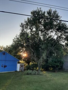 A tree trimmer is visible in the branches of a large 50-foot tree towering over a small house. Severla branches are on the ground. 