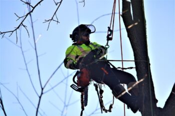 Rodolfo is high in a tree with a harness. He is wearing a helmet, a florescent jacket, and has a chainsaw.
