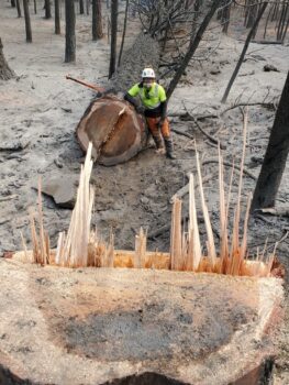 A man with a helmet and mask leans against a giant, felled tree. An axe sticks out of the giant trunk. The ground is covered in ash and smaller blackened tree trunks surround him.