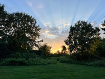 wild yellow flowers on the prairie with a beautiful sunset.