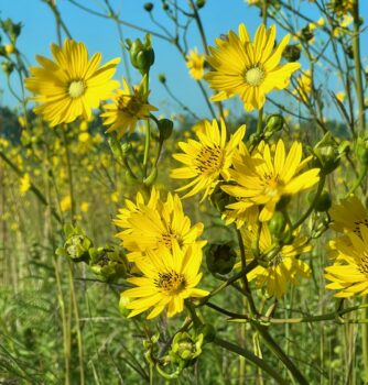 Yellow flowers grow under a teal sky on a green field on the prairie.