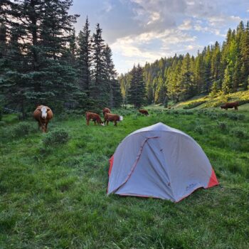 A group of brown cows grazes next to a tent with tall pine trees in the background.